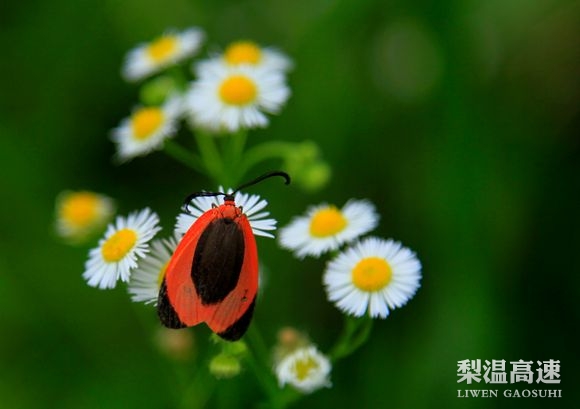 花與蟲