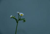 小雛菊