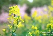 嫩芽黃