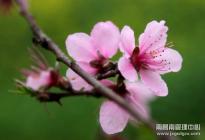 春風笑桃花